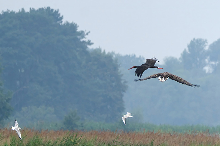Seeadler schreckt Schwarzstorch auf und die zwei Möwen.