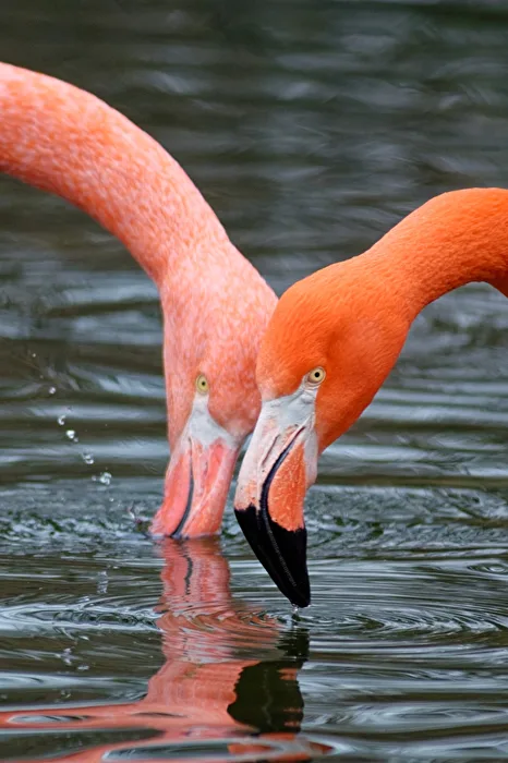Flamingos