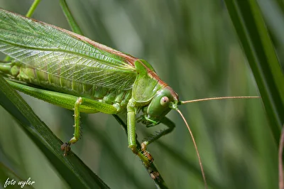 Heuschrecke