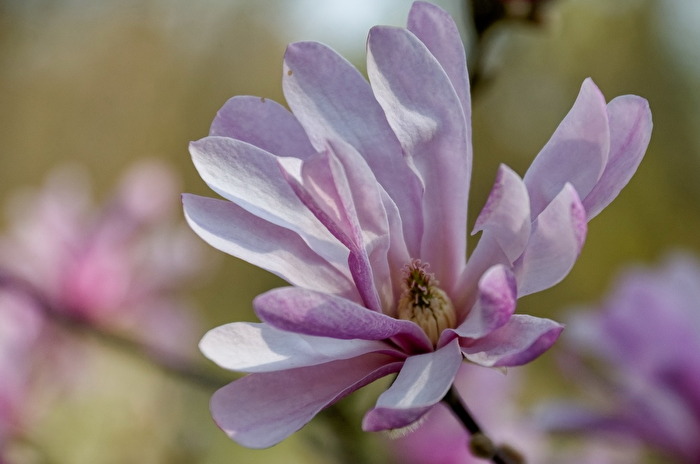 Magnolienblüte