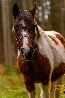 Pferdeportrait