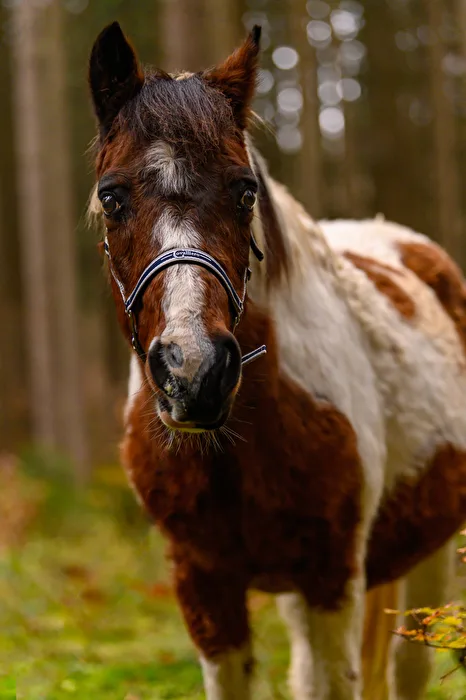 Horse Portrait