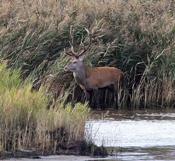 der Rothirsch hatte die Ruhe weg