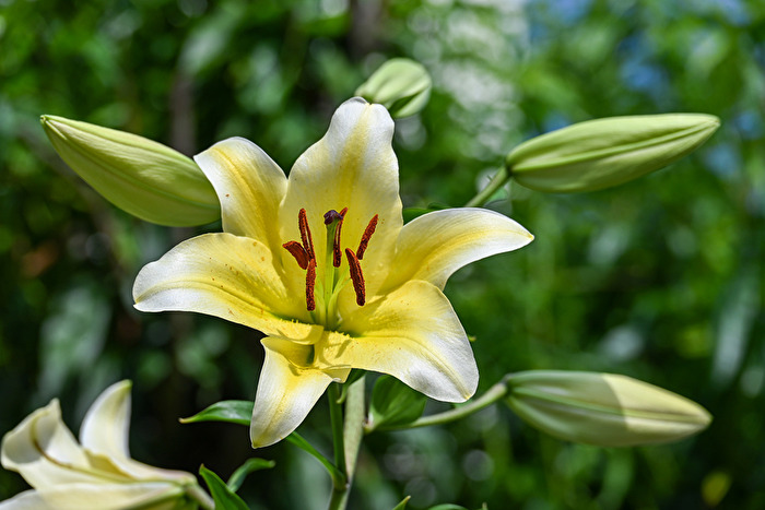 Lilienblüte 'Honeymoon'