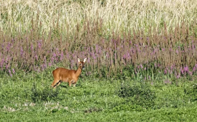 Reh (Capreolus capreolus)