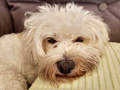 Es könnte jeden Tag Ostern sein !