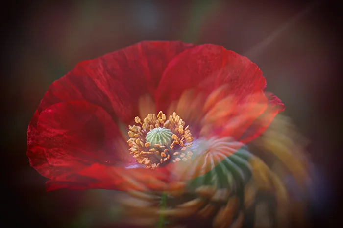 Mohnblume abstrakt