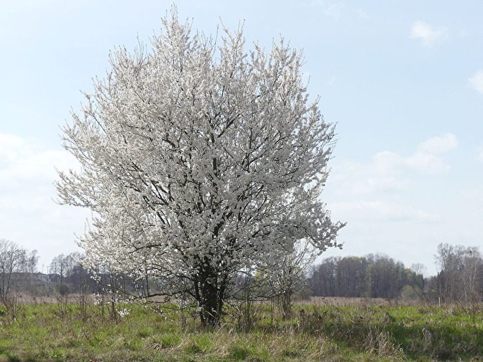 Baum im Fühlingsdkleid