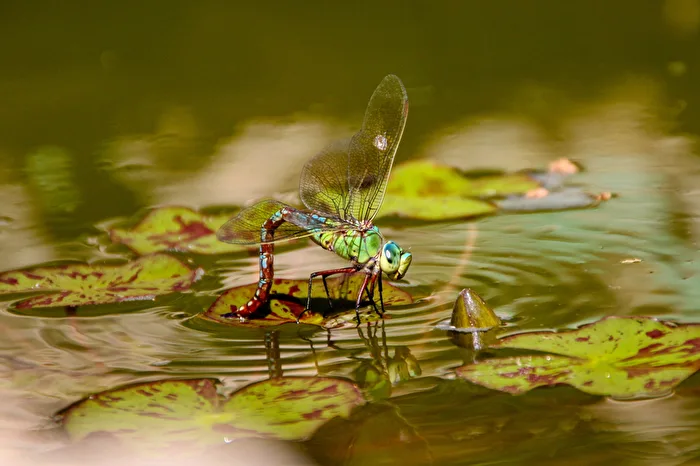 Egg laying