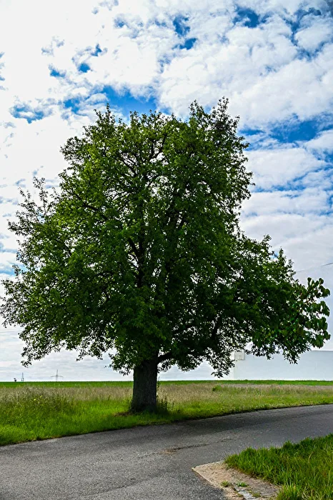 Laub vor dem Himmel