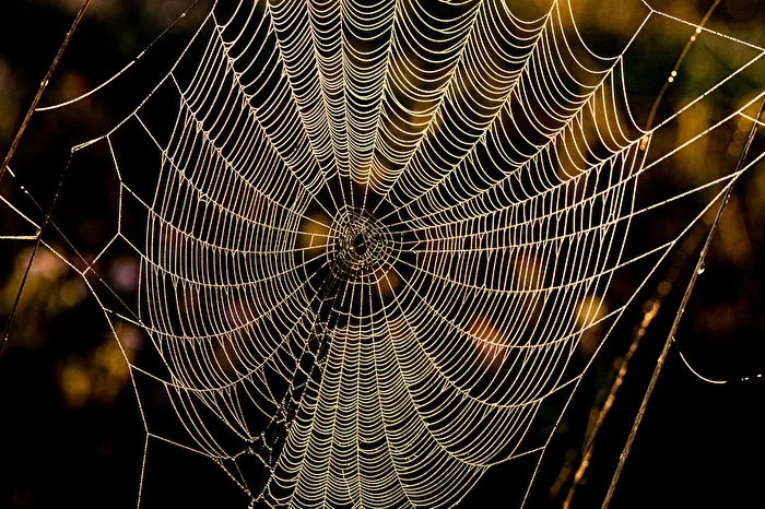 Spidersweb