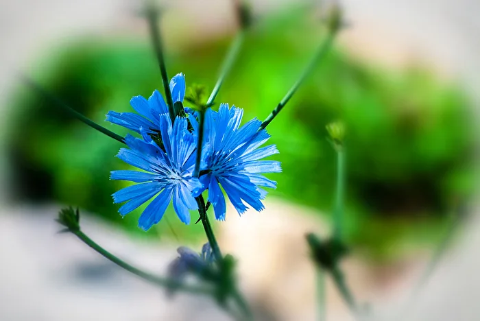 Chicory...