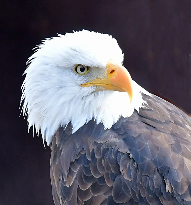 Weißkopfseeadler