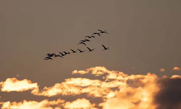 Cranes, they are busy feeding and