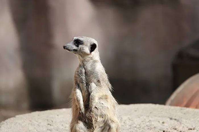 Erdmännchen