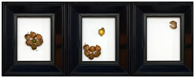 Das Leben einer Physalis Geborgenheit_Reife_Verzehr