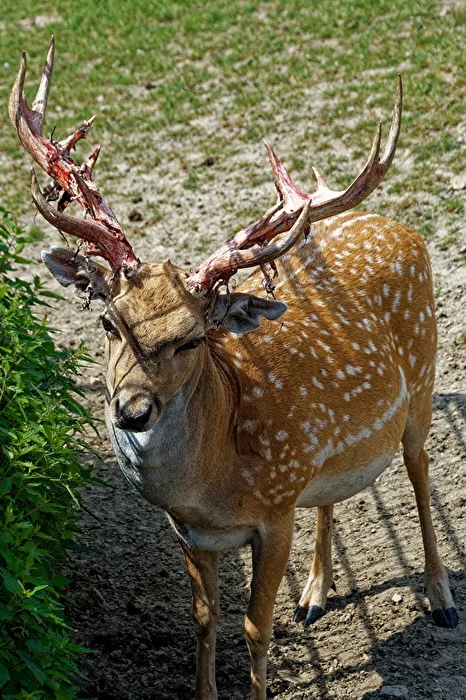Mesopotamischer Damhirsch