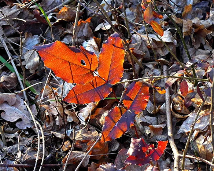 Luci d'autunno