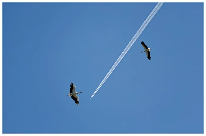 Die Freiheit des Fliegens