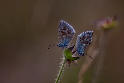 Blaues Duo