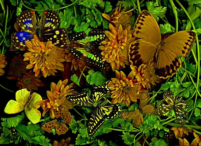 Magic Garden...