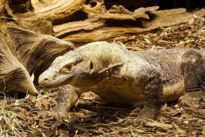 Komodo dragon