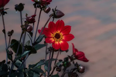 Rote Blume