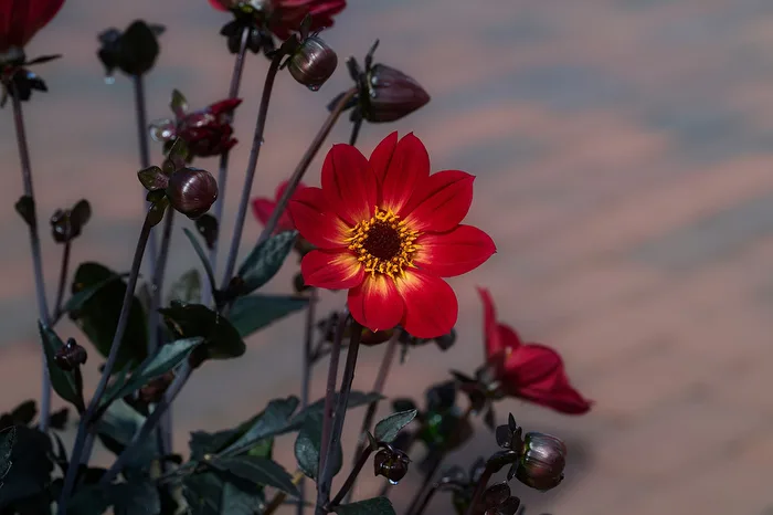 Rote Blume