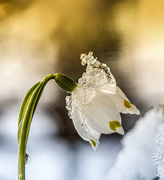 Spring squill