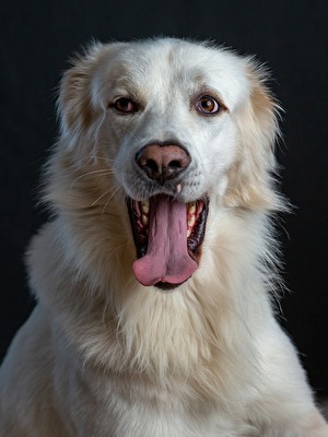 Haustier Zähne Hunde