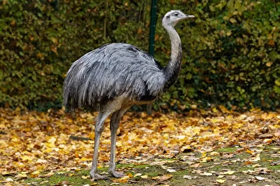 Nandu