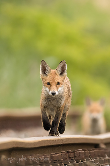 Jungfuchs, die Gleise waren sein Kindergarten
