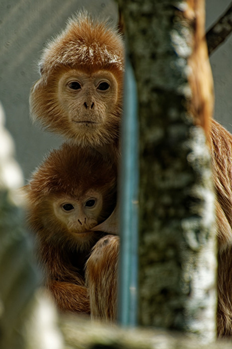 Gibbons
