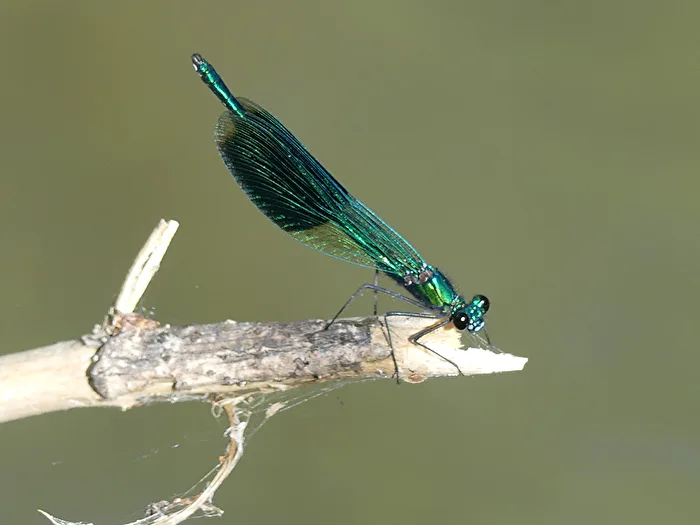 Libelle V