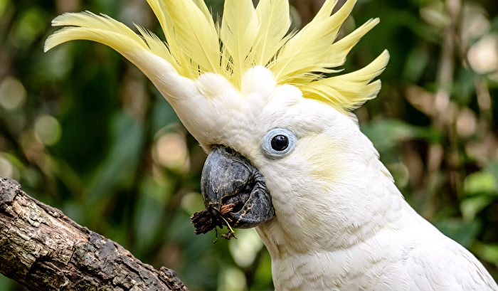 Kakadu Nahaufnahme Zoo Halle