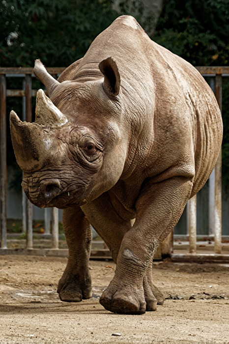 Nashorn