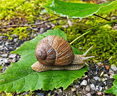 Weinbergschnecke