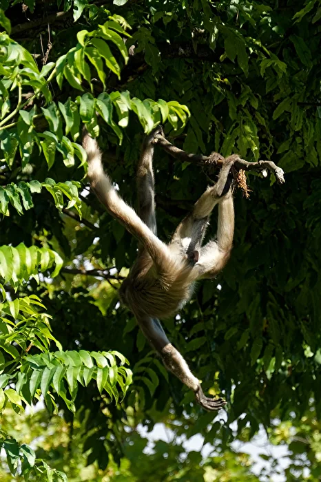 Spider Monkey