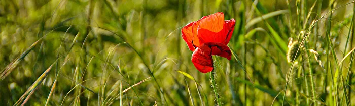 Klatschmohn