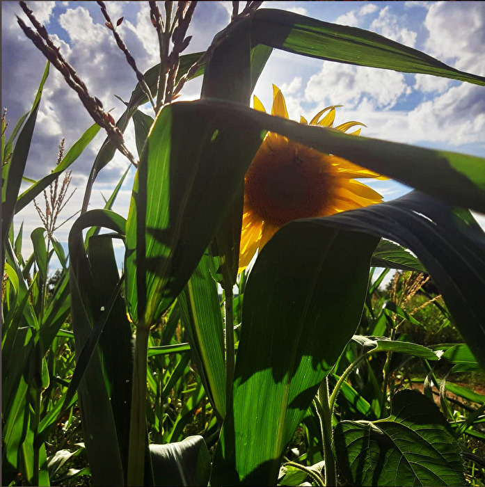 Gegenlicht im Maisfeld