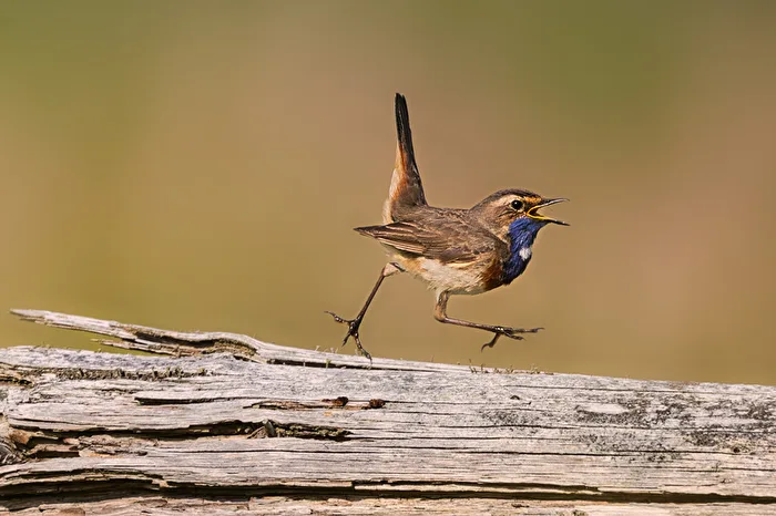 Roadrunner