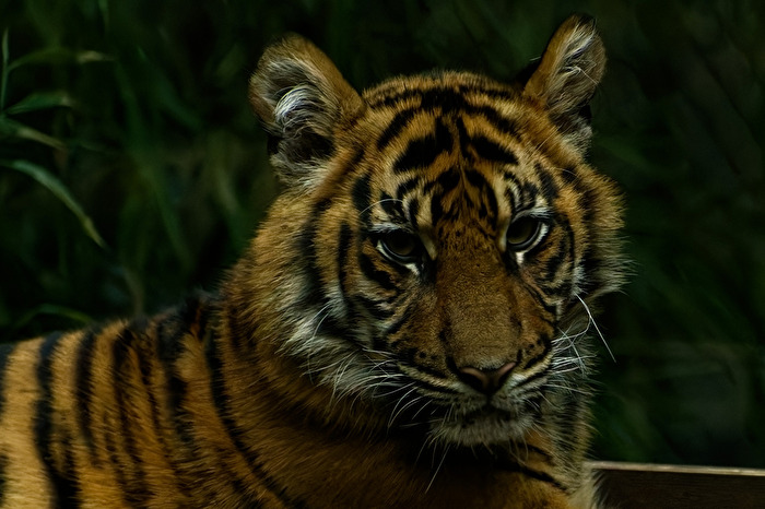 junger Tiger
