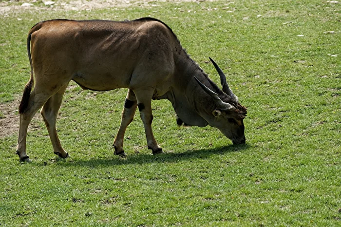 Eland Antelope