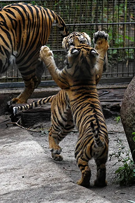 tigres jóvenes