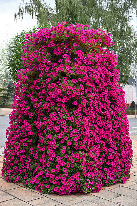 Petunia