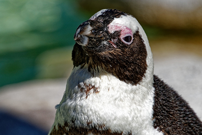 Pinguin