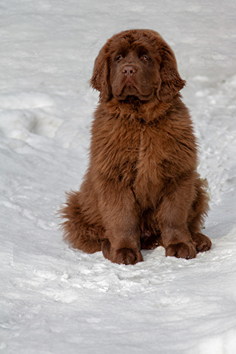 Schneehund