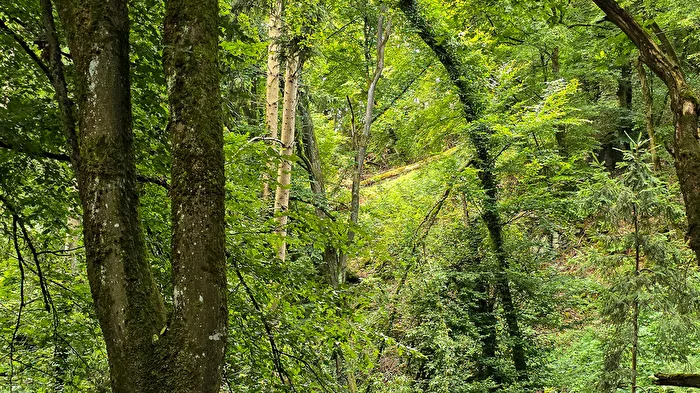 Summer in the forest