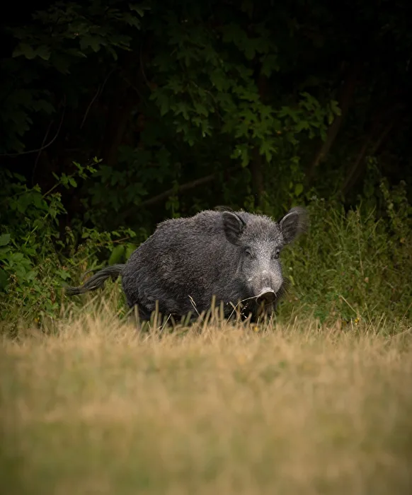 Wildschwein