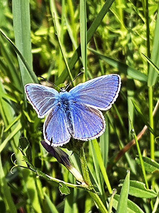 Hauhechelbläuling (Polyommatus icarus), auch bekannt als Gemeiner Bläuling